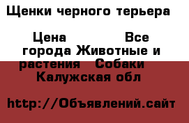 Щенки черного терьера › Цена ­ 35 000 - Все города Животные и растения » Собаки   . Калужская обл.